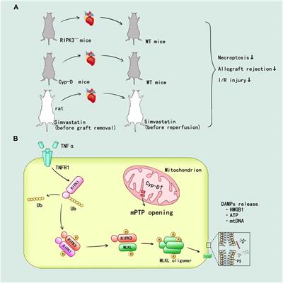 Receptor Interacting Protein Kinases 1/3: The Potential Therapeutic Target for Cardiovascular Inflammatory Diseases